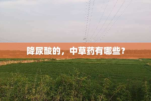 降尿酸的，中草药有哪些？