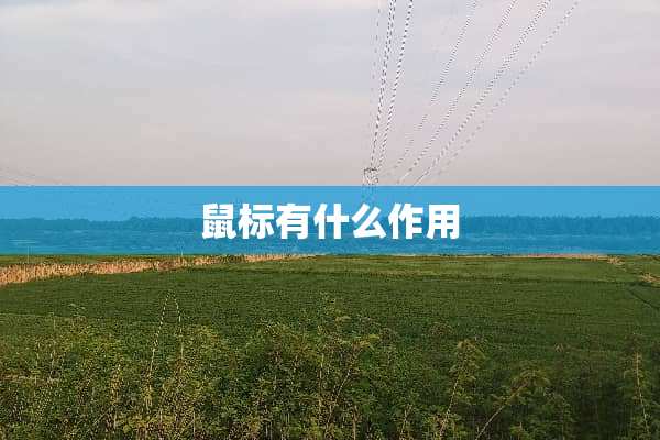 鼠标有什么作用