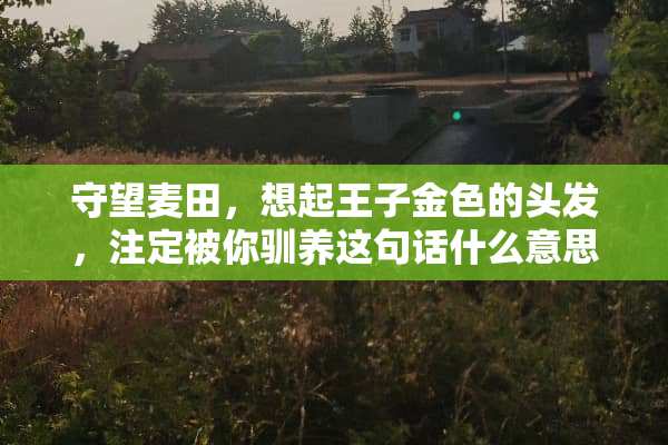守望麦田，想起王子金色的头发，注定被你驯养这句话什么意思？