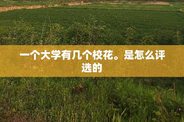 一个大学有几个校花。是怎么评选的