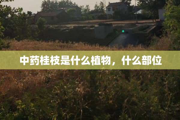 中药桂枝是什么植物，什么部位