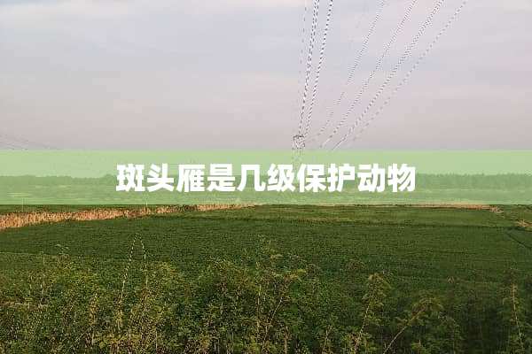 斑头雁是几级保护动物