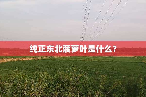 纯正东北菠萝叶是什么？