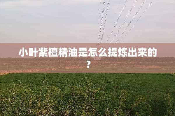 小叶紫檀精油是怎么提炼出来的？