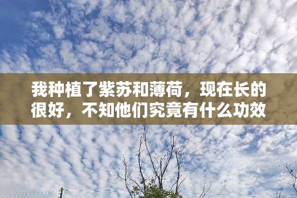 我种植了紫苏和薄荷，现在长的很好，不知他们究竟有什么功效？能不能多吃啊？