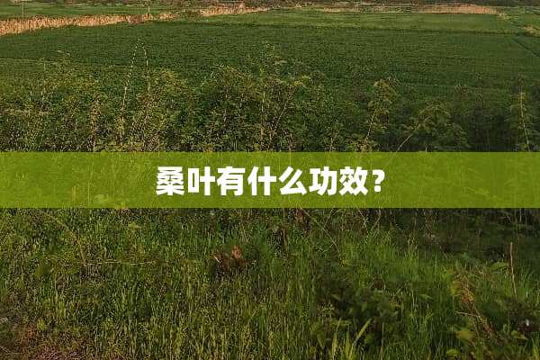 桑叶有什么功效？