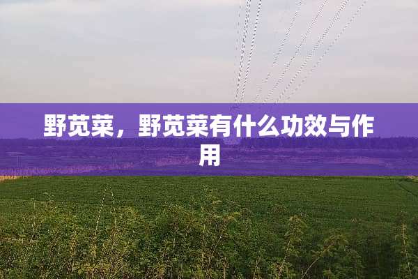 野苋菜，野苋菜有什么功效与作用