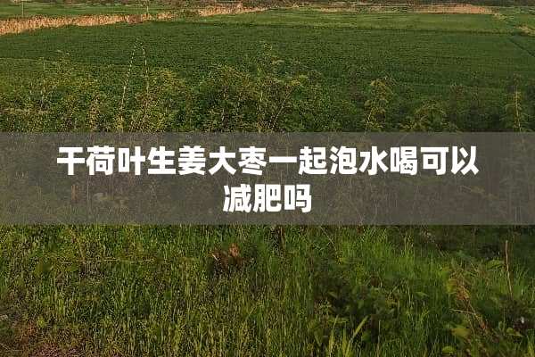 干荷叶生姜大枣一起泡水喝可以减肥吗