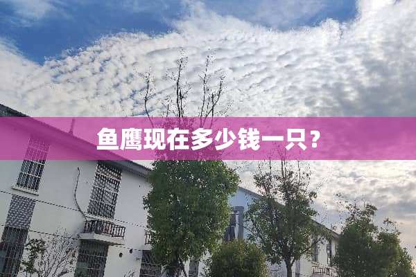 鱼鹰现在多少钱一只？