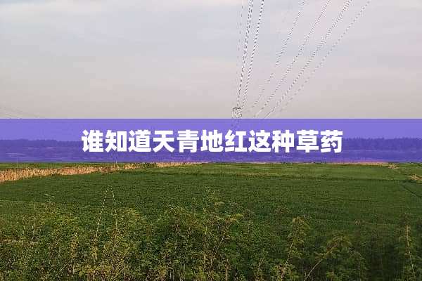 谁知道天青地红这种草药