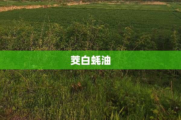 茭白蚝油