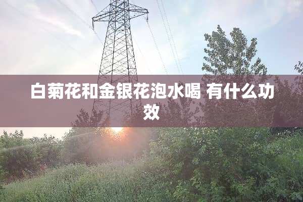 白菊花和金银花泡水喝 有什么功效