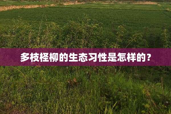 多枝柽柳的生态习性是怎样的？