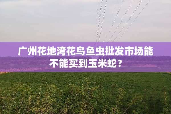 广州花地湾花鸟鱼虫批发市场能不能买到玉米蛇？