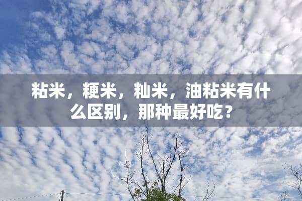 粘米，粳米，籼米，油粘米有什么区别，那种最好吃？