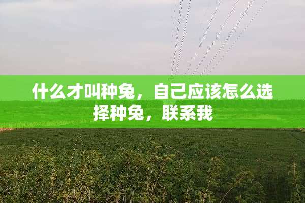 什么才叫种兔，自己应该怎么选择种兔，联系我