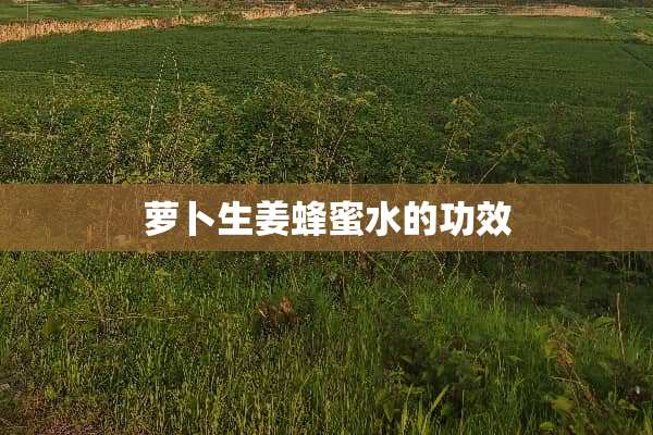 萝卜生姜蜂蜜水的功效