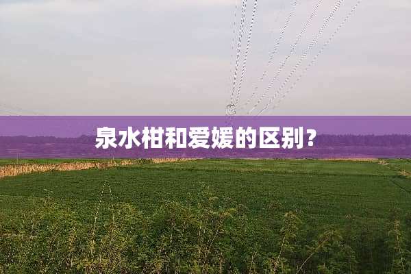 泉水柑和爱媛的区别？