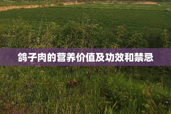 鸽子肉的营养价值及功效和禁忌
