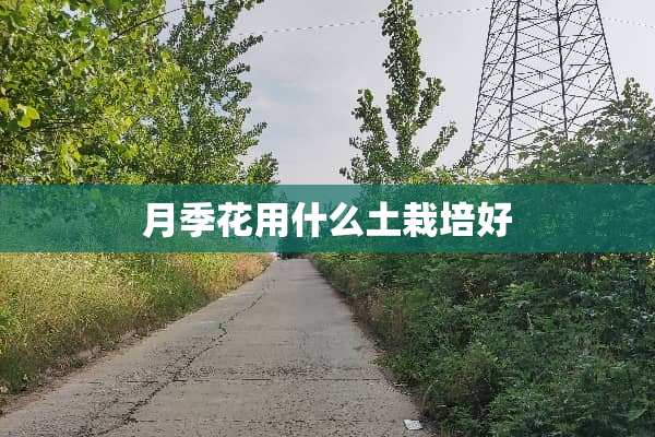 月季花用什么土栽培好