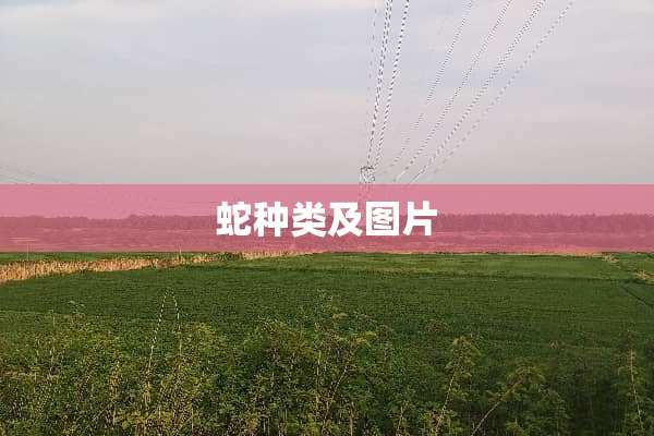 蛇种类及图片