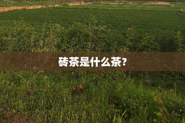 砖茶是什么茶？