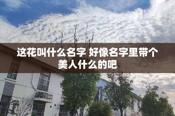 这花叫什么名字 好像名字里带个美人什么的吧