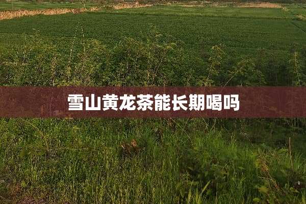 雪山黄龙茶能长期喝吗