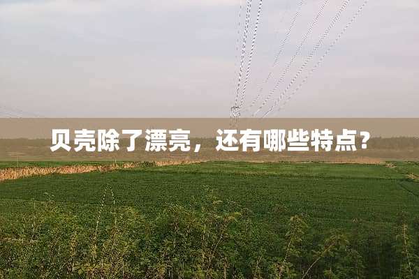 贝壳除了漂亮，还有哪些特点？