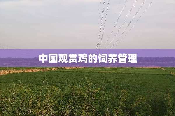 中国观赏鸡的饲养管理