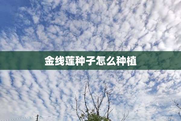 金线莲种子怎么种植