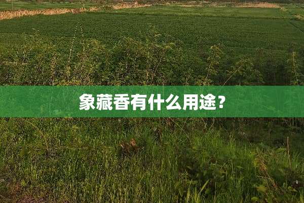 象藏香有什么用途？