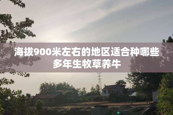 海拔900米左右的地区适合种哪些多年生牧草养牛