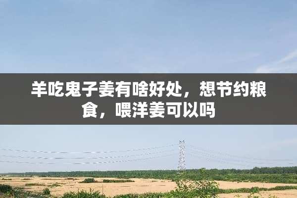 羊吃鬼子姜有啥好处，想节约粮食，喂洋姜可以吗