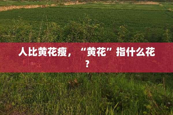 人比黄花瘦，“黄花”指什么花﹖
