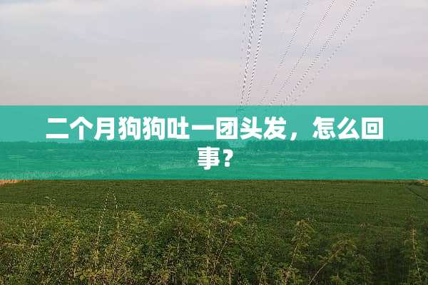 二个月狗狗吐一团头发，怎么回事？