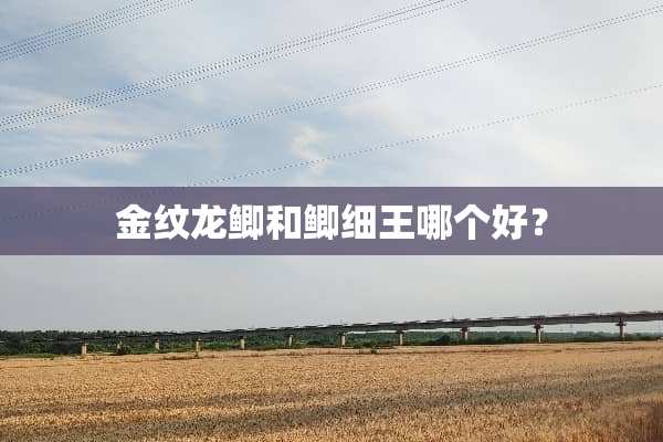 金纹龙鲫和鲫细王哪个好？