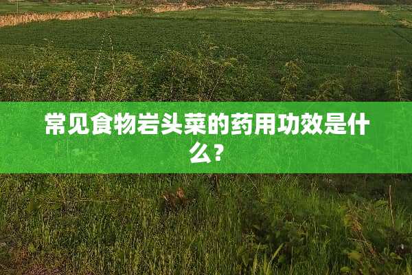 常见食物岩头菜的药用功效是什么？