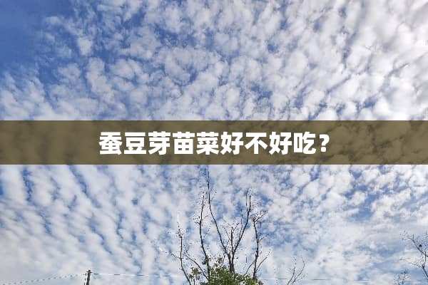 蚕豆芽苗菜好不好吃？