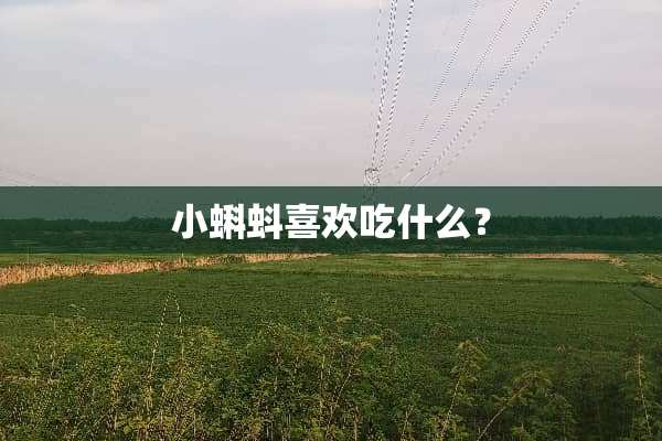 小蝌蚪喜欢吃什么？
