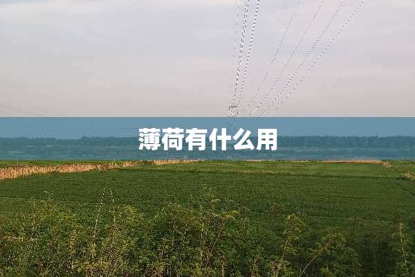 薄荷有什么用