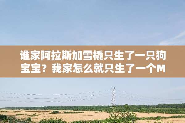 谁家阿拉斯加雪橇只生了一只狗宝宝？我家怎么就只生了一个MM啊