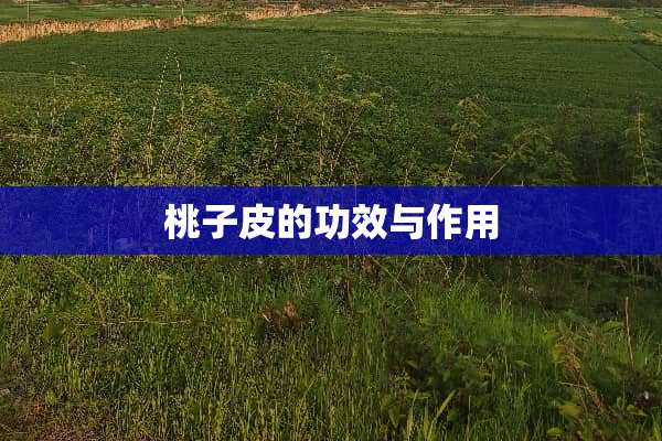 桃子皮的功效与作用