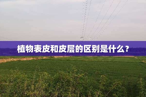 植物表皮和皮层的区别是什么？