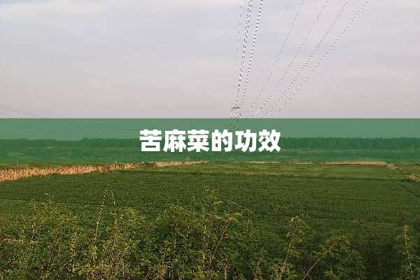 苦麻菜的功效
