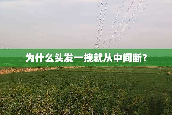 为什么头发一拽就从中间断？