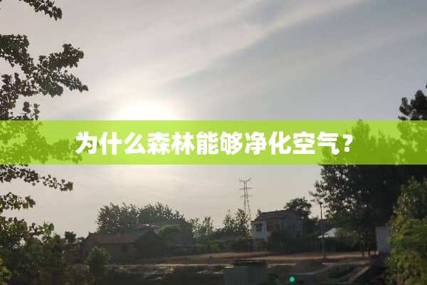 为什么森林能够净化空气？