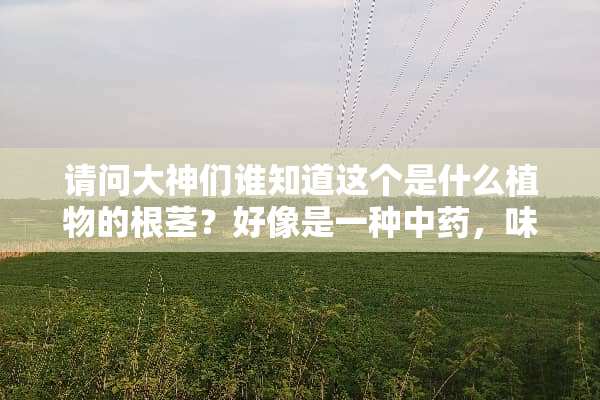 请问大神们谁知道这个是什么植物的根茎？好像是一种中药，味道闻起来有点闷
