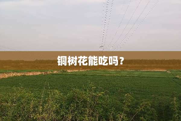 铜树花能吃吗？