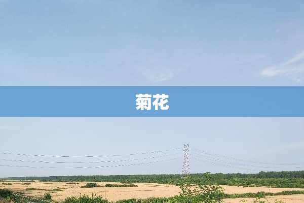 菊花